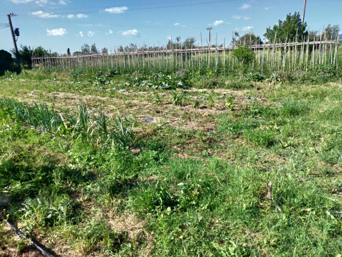 Casa Daria, Armonia Del Passato Nel Rispetto Della Natura Donoratico Eksteriør bilde